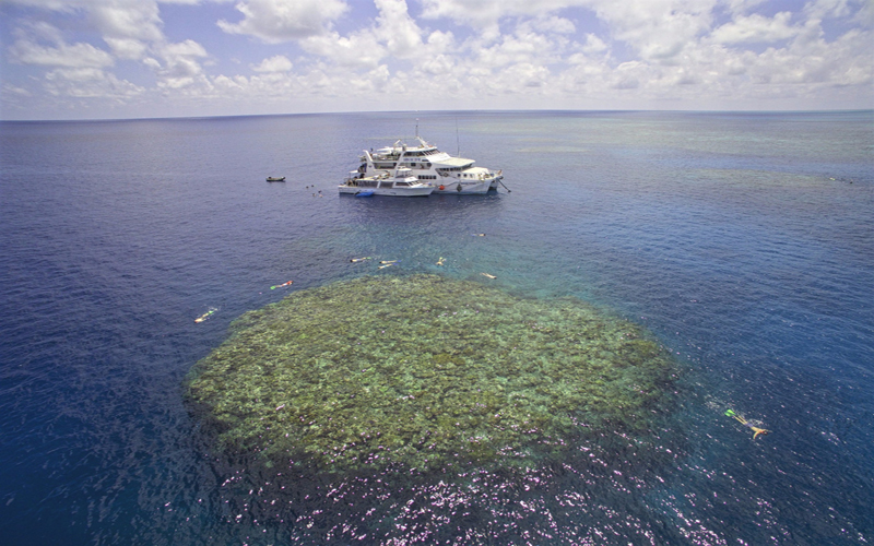 Fitzroy Island diving