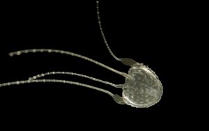 Cairns Jellyfish stinger